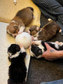 Pets Nursing Milk Bowl